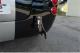 small-car
