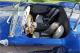 small-car